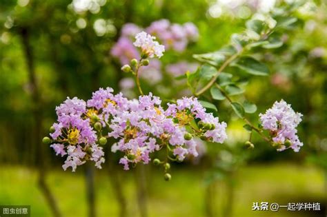 紫薇花種植 農曆八月搬屋吉日